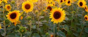 副业赚钱_“一次入群，全年伴学”——有光老师新高年级付费作文学习群纳新！_副业教程-逸佳笔记-专注于副业赚钱教程