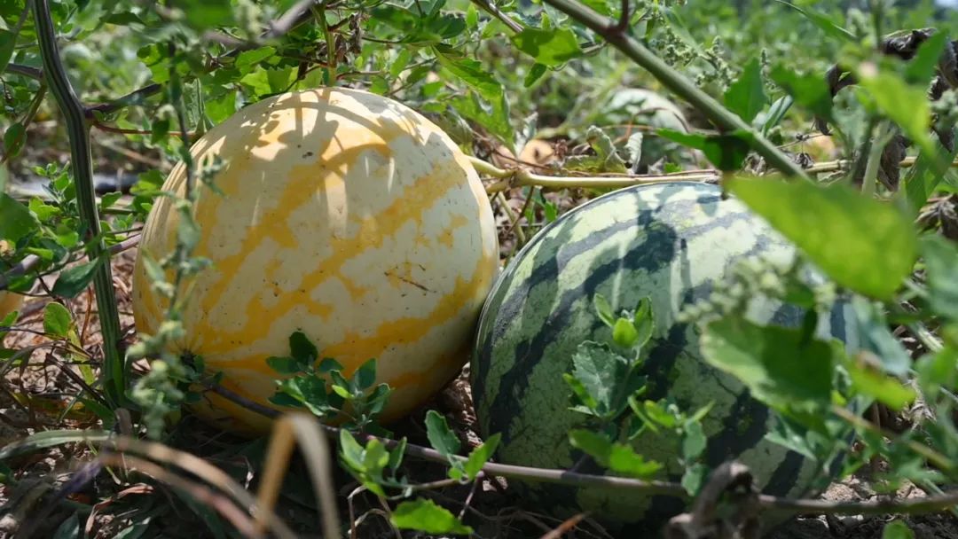 副业赚钱_走！吃瓜去→_副业教程