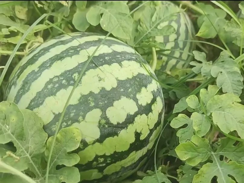 副业赚钱_甜蜜上市，枝江“吃瓜群众”集合！_副业教程