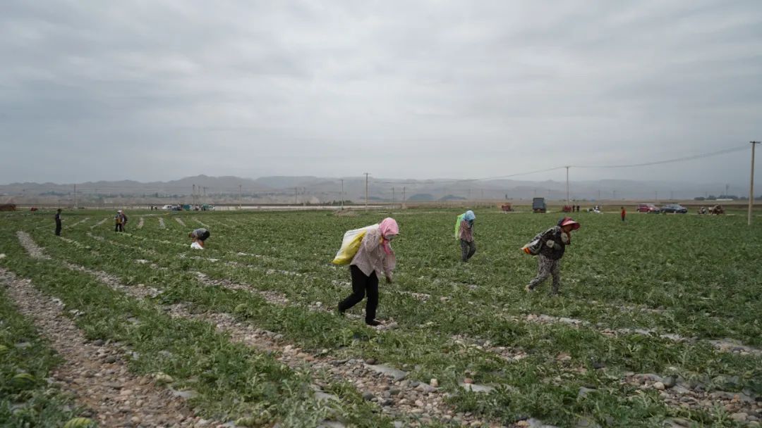 副业赚钱_糜滩镇独石村：西瓜“抢鲜”上市 开启夏日“吃瓜模式”_副业教程