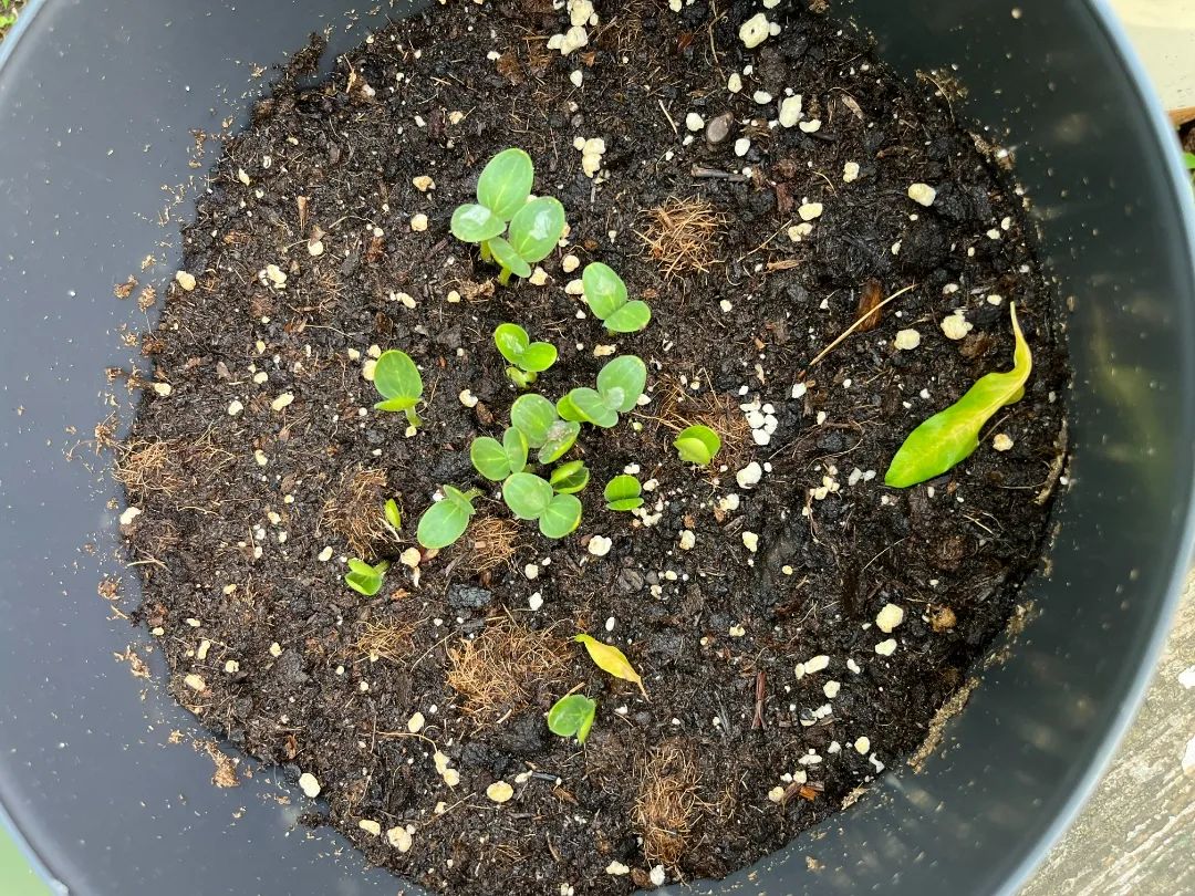 副业赚钱_【食育微项目】夏耘：夏日吃“瓜”乐_副业教程