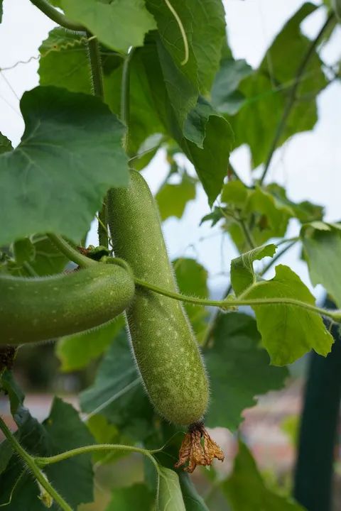 副业赚钱_共同富裕 杭州有力量 | 我们一起来“吃瓜”，一起呱呱呱~_副业教程