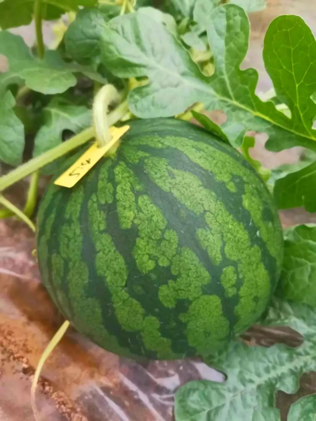 副业赚钱_江津“吃瓜群众”集合！量大管饱~_副业教程