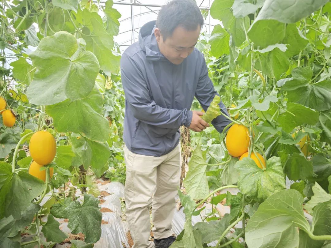 副业赚钱_“吃瓜群众”有口福了！桂林新品种甜瓜来啦！_副业教程