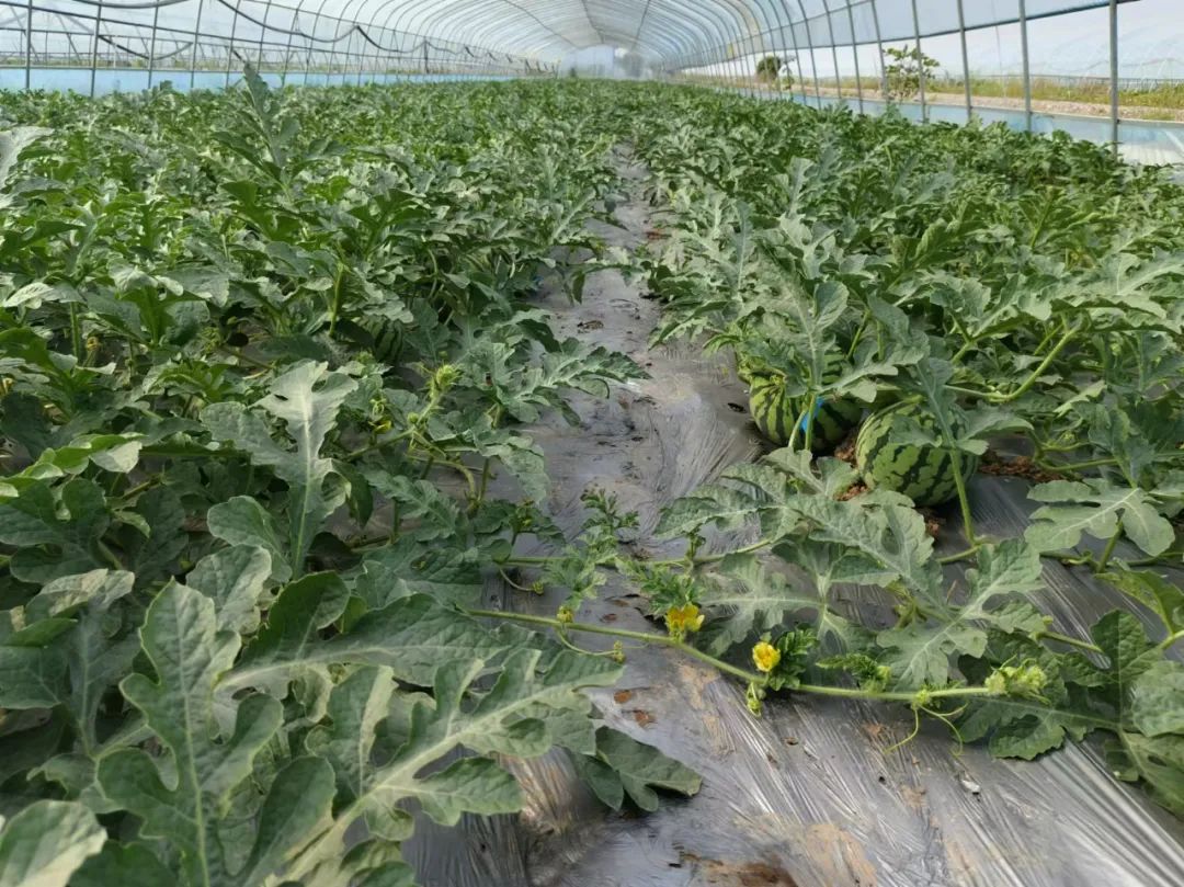 副业赚钱_甜蜜上市，枝江“吃瓜群众”集合！_副业教程