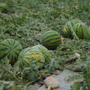副业赚钱_糜滩镇独石村：西瓜“抢鲜”上市 开启夏日“吃瓜模式”_副业教程-逸佳笔记-专注于副业赚钱教程