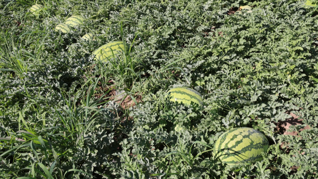 副业赚钱_“吃瓜群众”请就位 李俊镇东方村的西瓜即将上市啦！_副业教程