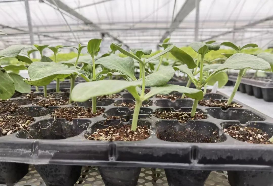 副业赚钱_“吃瓜”有秘籍！_副业教程