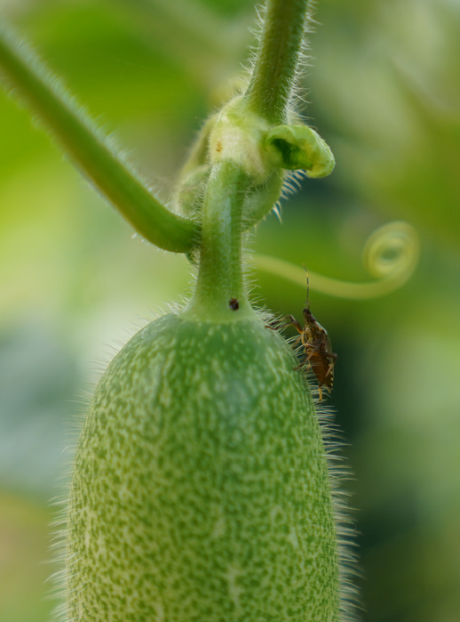 副业赚钱_共同富裕 杭州有力量 | 我们一起来“吃瓜”，一起呱呱呱~_副业教程