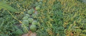 副业赚钱_江津“吃瓜群众”集合！量大管饱~_副业教程-逸佳笔记-专注于副业赚钱教程