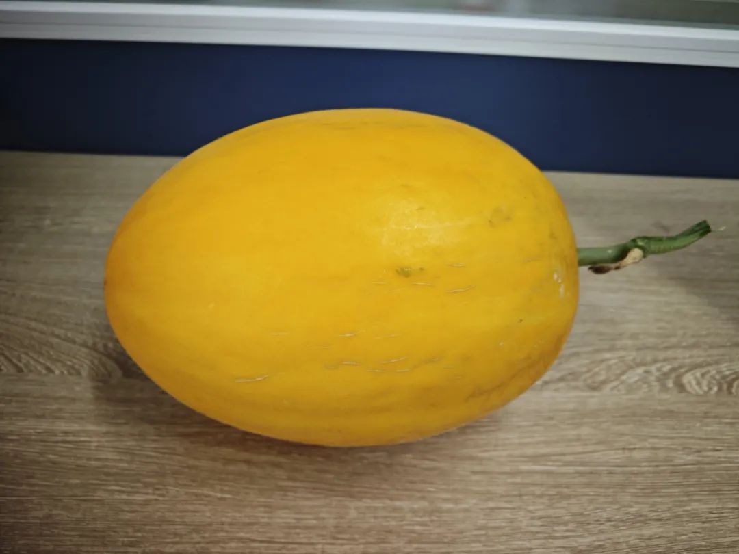 副业赚钱_“吃瓜群众”有口福了!桂林新品种甜瓜来啦!_副业教程 副业赚钱_“吃瓜群众”有口福了!桂林新品种甜瓜来啦!_副业教程