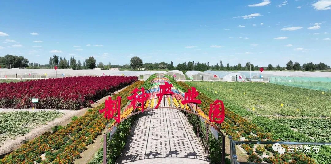 副业赚钱_以瓜为媒 共赴“甜蜜”之约——金塔县第二届西甜瓜产业发展大会侧记_副业教程