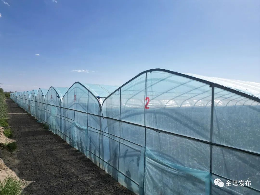 副业赚钱_以瓜为媒 共赴“甜蜜”之约——金塔县第二届西甜瓜产业发展大会侧记_副业教程