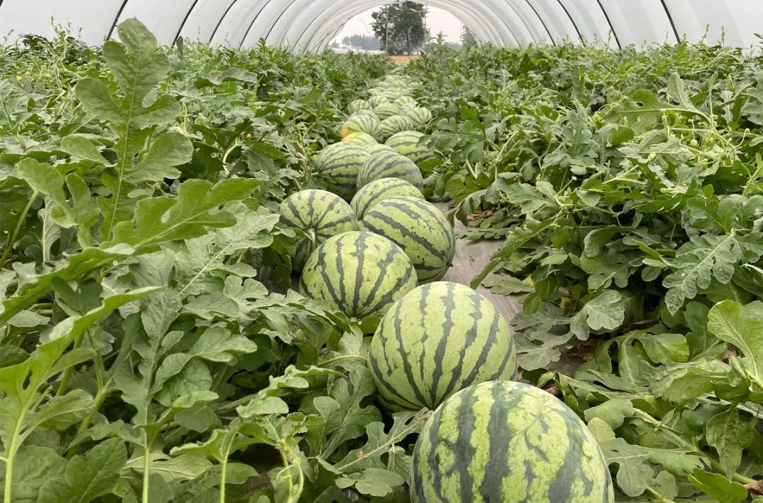 副业赚钱_惠农合作：一场吃瓜群众的“较量”，是太和“惠农样板”的嘉奖！_副业教程