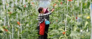 副业赚钱_阳阳喊你来吃瓜  三十岗西瓜全面上市！_副业教程-逸佳笔记-专注于副业赚钱教程