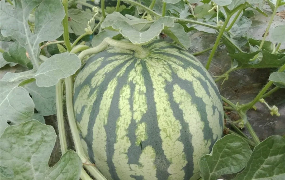 副业赚钱_江津“吃瓜群众”集合！量大管饱~_副业教程