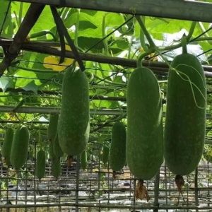 副业赚钱_夏天常吃瓜，中药不用抓！_副业教程-逸佳笔记-专注于副业赚钱教程