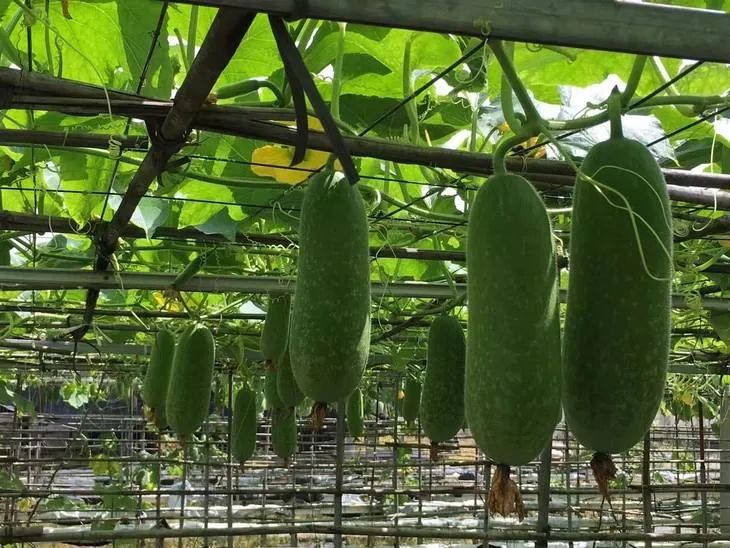 副业赚钱_夏天常吃瓜，中药不用抓！_副业教程