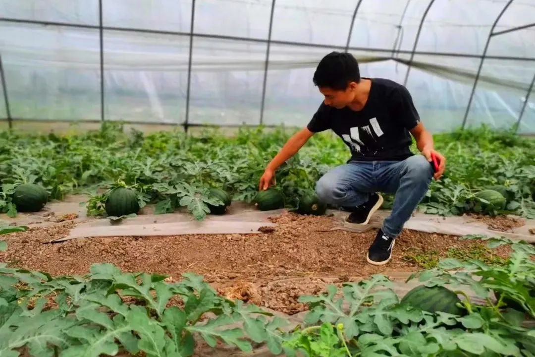 副业赚钱_江津“吃瓜群众”有福了！量大管饱~_副业教程