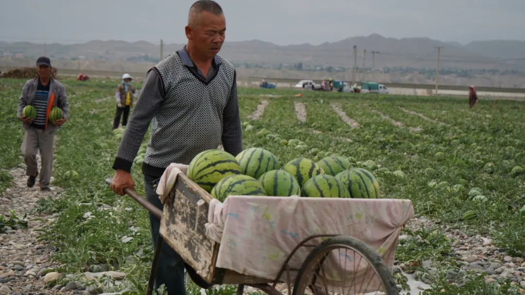 副业赚钱_糜滩镇独石村：西瓜“抢鲜”上市 开启夏日“吃瓜模式”_副业教程