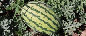 副业赚钱_“吃瓜群众”请就位 李俊镇东方村的西瓜即将上市啦！_副业教程-逸佳笔记-专注于副业赚钱教程