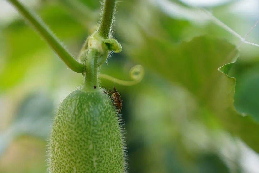 副业赚钱_共同富裕 杭州有力量 | 我们一起来“吃瓜”，一起呱呱呱~_副业教程