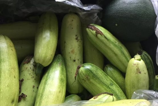 副业赚钱_滞销瓜地迎来“吃瓜好群众”，石桥镇30亩小瓜畅销_副业教程