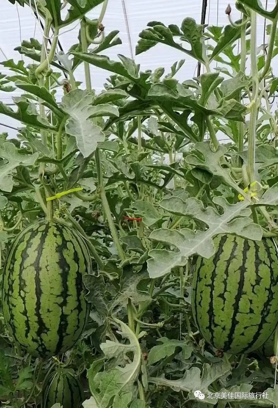 副业赚钱_吃瓜活动，美佳邀您参加~_副业教程