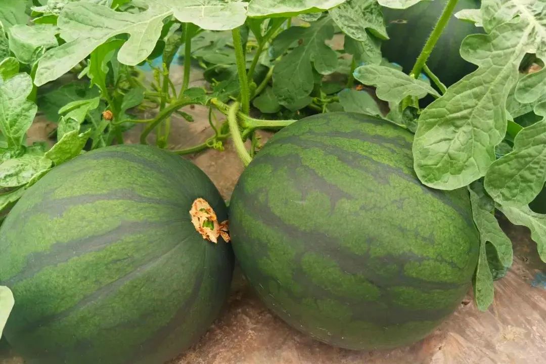 副业赚钱_江津“吃瓜群众”有福了！量大管饱~_副业教程