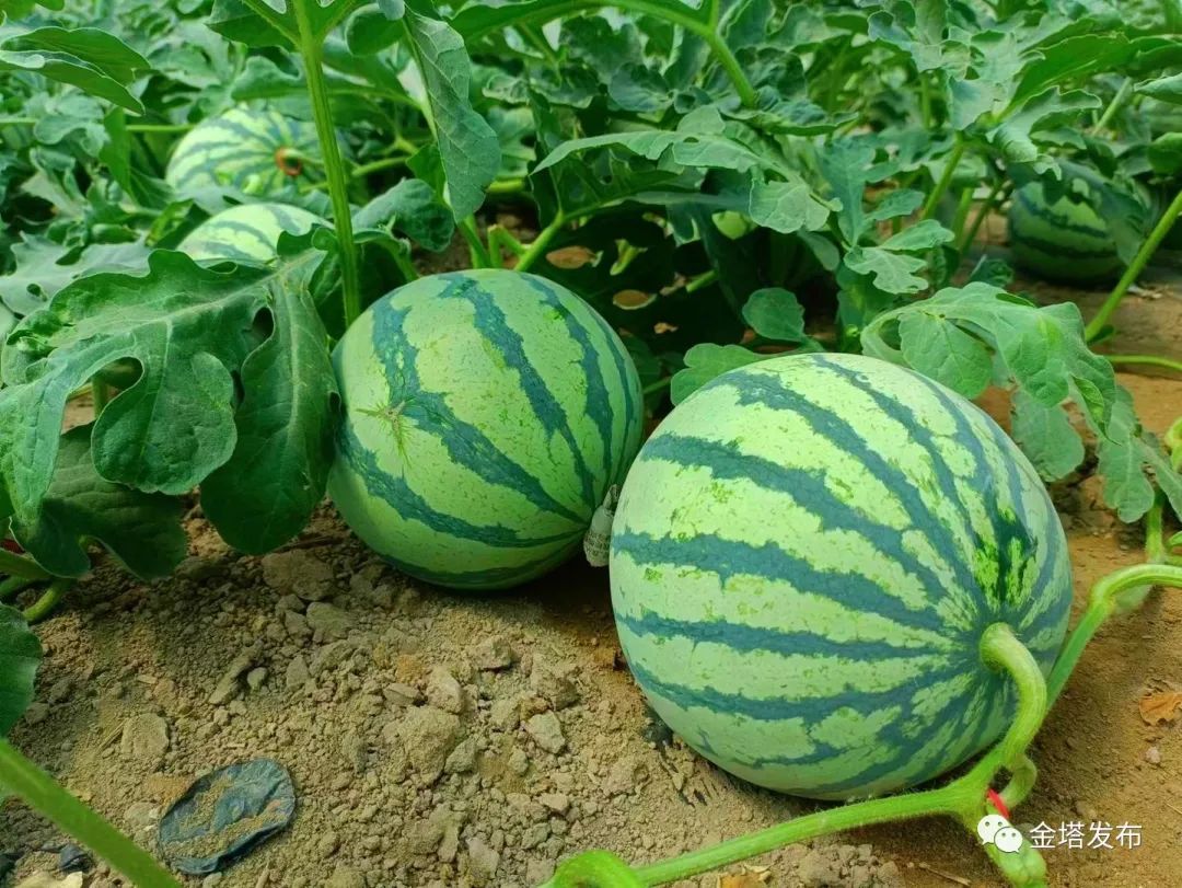 副业赚钱_以瓜为媒 共赴“甜蜜”之约——金塔县第二届西甜瓜产业发展大会侧记_副业教程