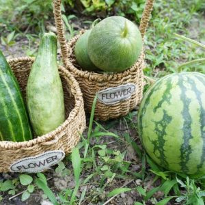 副业赚钱_“吃瓜群众”集合！夏日吃瓜攻略来了→_副业教程-逸佳笔记-专注于副业赚钱教程