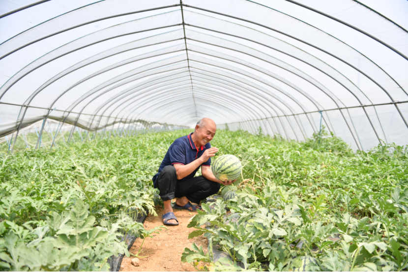 副业赚钱_阳阳喊你来吃瓜  三十岗西瓜全面上市！_副业教程