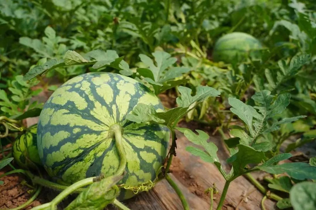副业赚钱_江津“吃瓜群众”集合！量大管饱~_副业教程