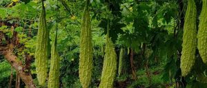 副业赚钱_【济仁堂养生】夏季常吃这几种瓜有益健康_副业教程-逸佳笔记-专注于副业赚钱教程