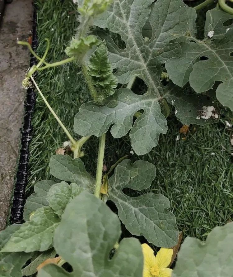 副业赚钱_【食育微项目】夏耘：夏日吃“瓜”乐_副业教程