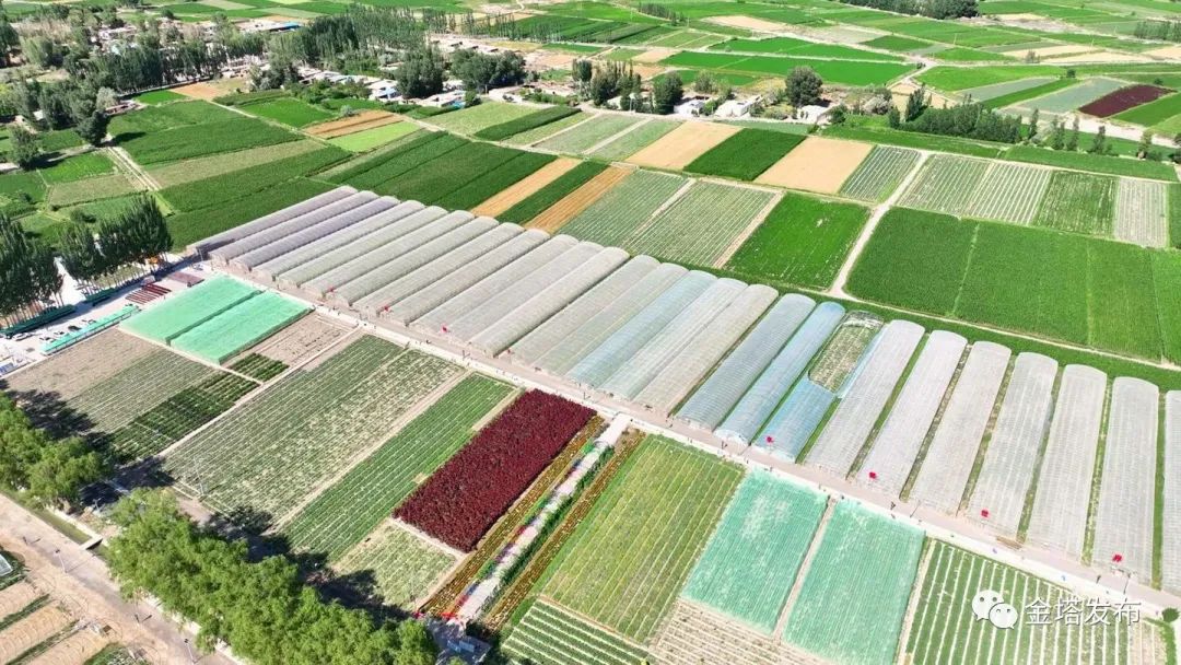 副业赚钱_以瓜为媒 共赴“甜蜜”之约——金塔县第二届西甜瓜产业发展大会侧记_副业教程