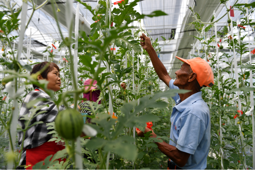 副业赚钱_阳阳喊你来吃瓜  三十岗西瓜全面上市！_副业教程