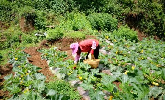 副业赚钱_滞销瓜地迎来“吃瓜好群众”，石桥镇30亩小瓜畅销_副业教程