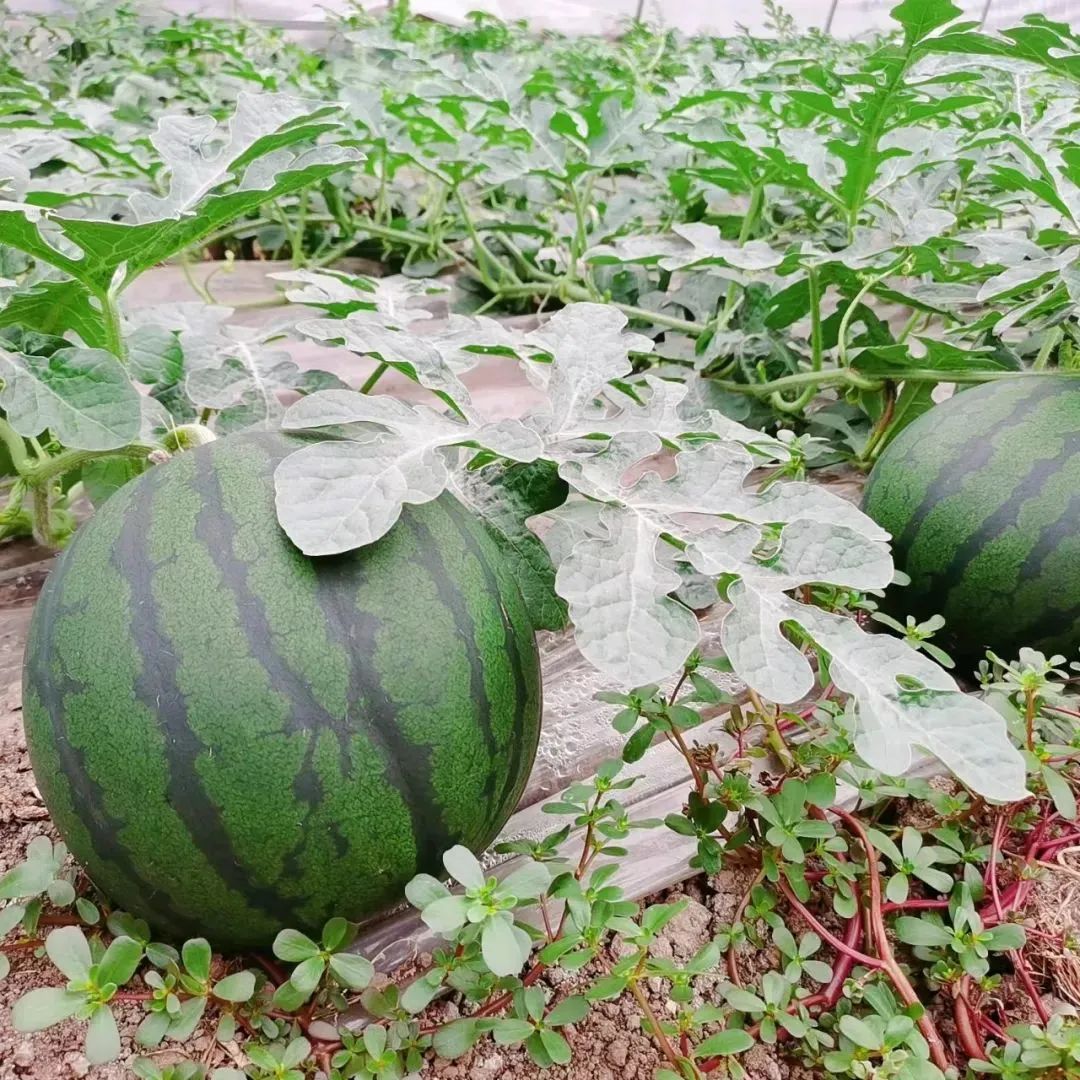 副业赚钱_江津“吃瓜群众”有福了！量大管饱~_副业教程