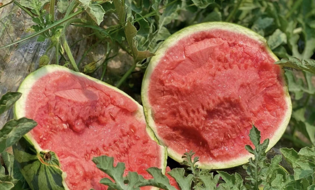 副业赚钱_江津“吃瓜群众”有福了！量大管饱~_副业教程