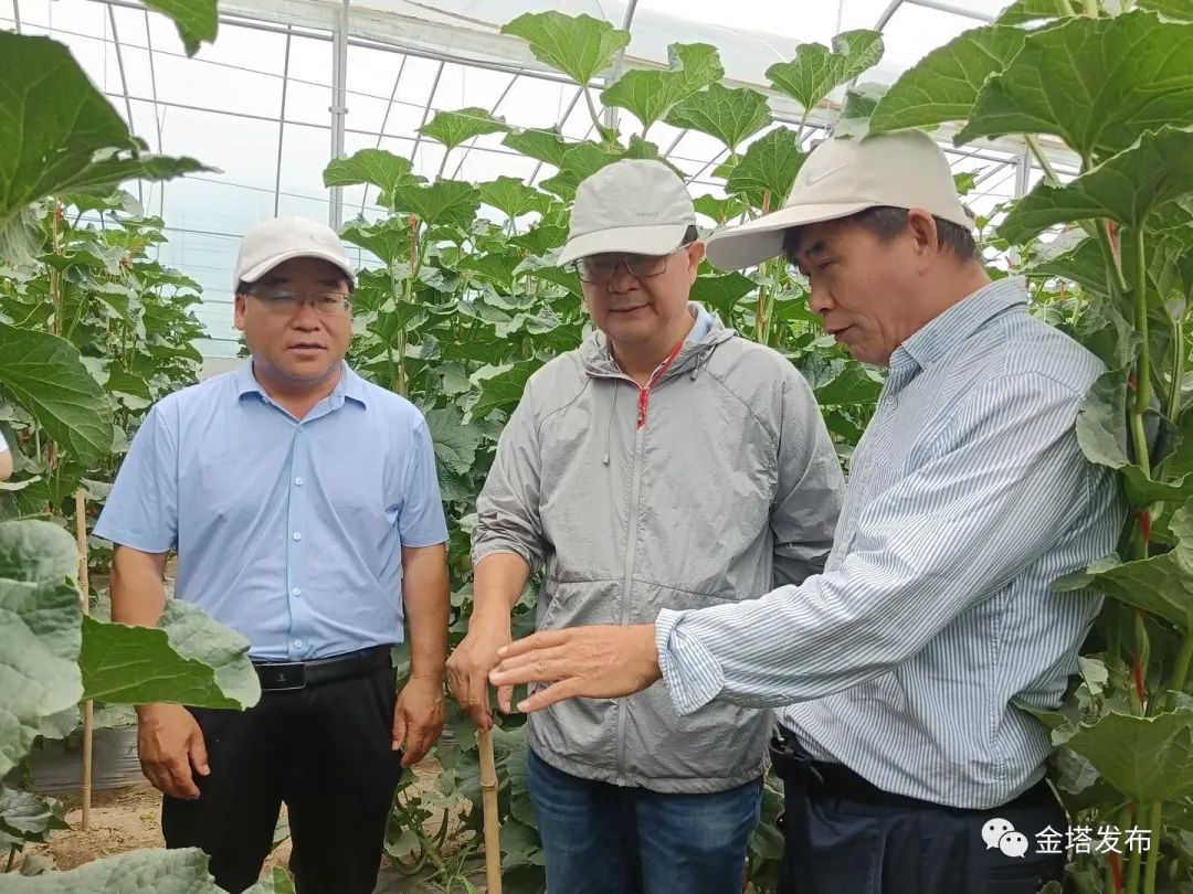 副业赚钱_以瓜为媒 共赴“甜蜜”之约——金塔县第二届西甜瓜产业发展大会侧记_副业教程