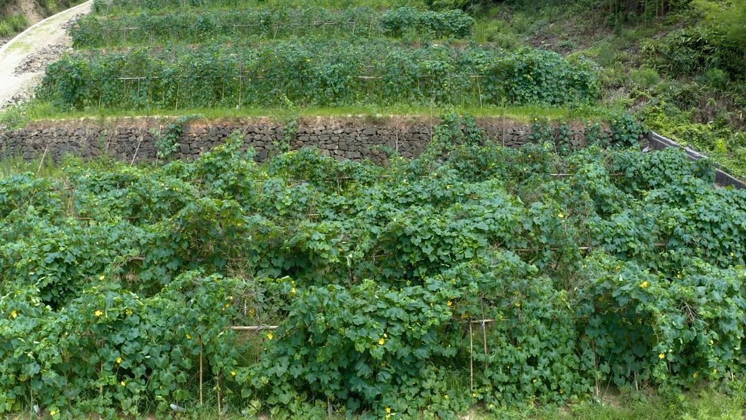 副业赚钱_共同富裕 杭州有力量 | 我们一起来“吃瓜”，一起呱呱呱~_副业教程