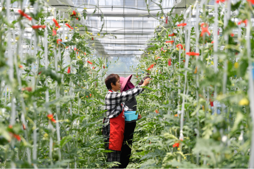 副业赚钱_阳阳喊你来吃瓜  三十岗西瓜全面上市！_副业教程