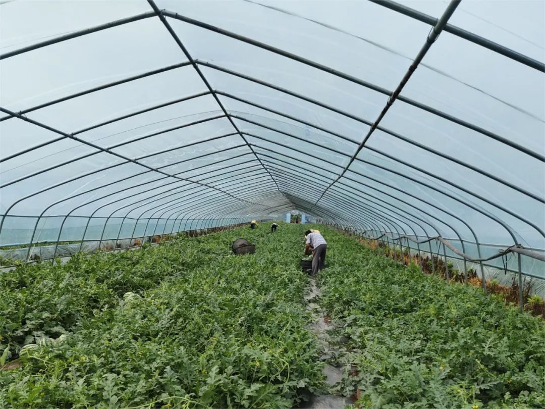 副业赚钱_甜蜜上市，枝江“吃瓜群众”集合！_副业教程