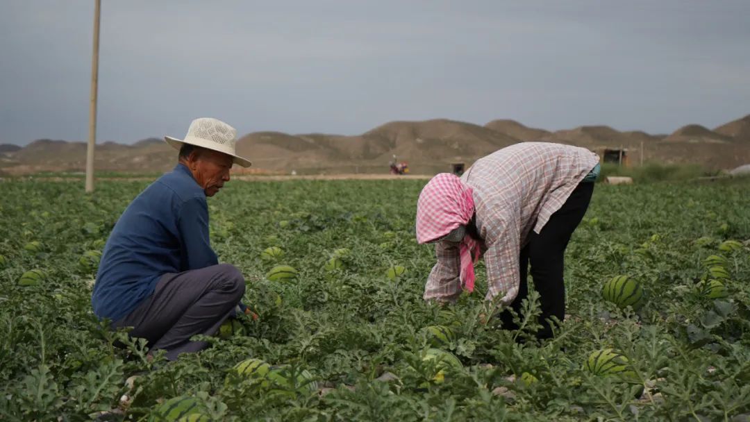 副业赚钱_糜滩镇独石村：西瓜“抢鲜”上市 开启夏日“吃瓜模式”_副业教程