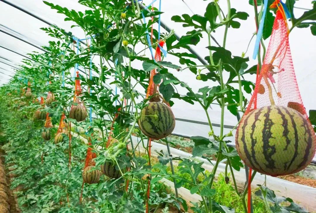 副业赚钱_【铜陵头条0613】2024年铜陵普高招生计划出炉！|最高35℃！注意防暑降温！|建议取消衡山大道停车位？回复来了！_副业教程