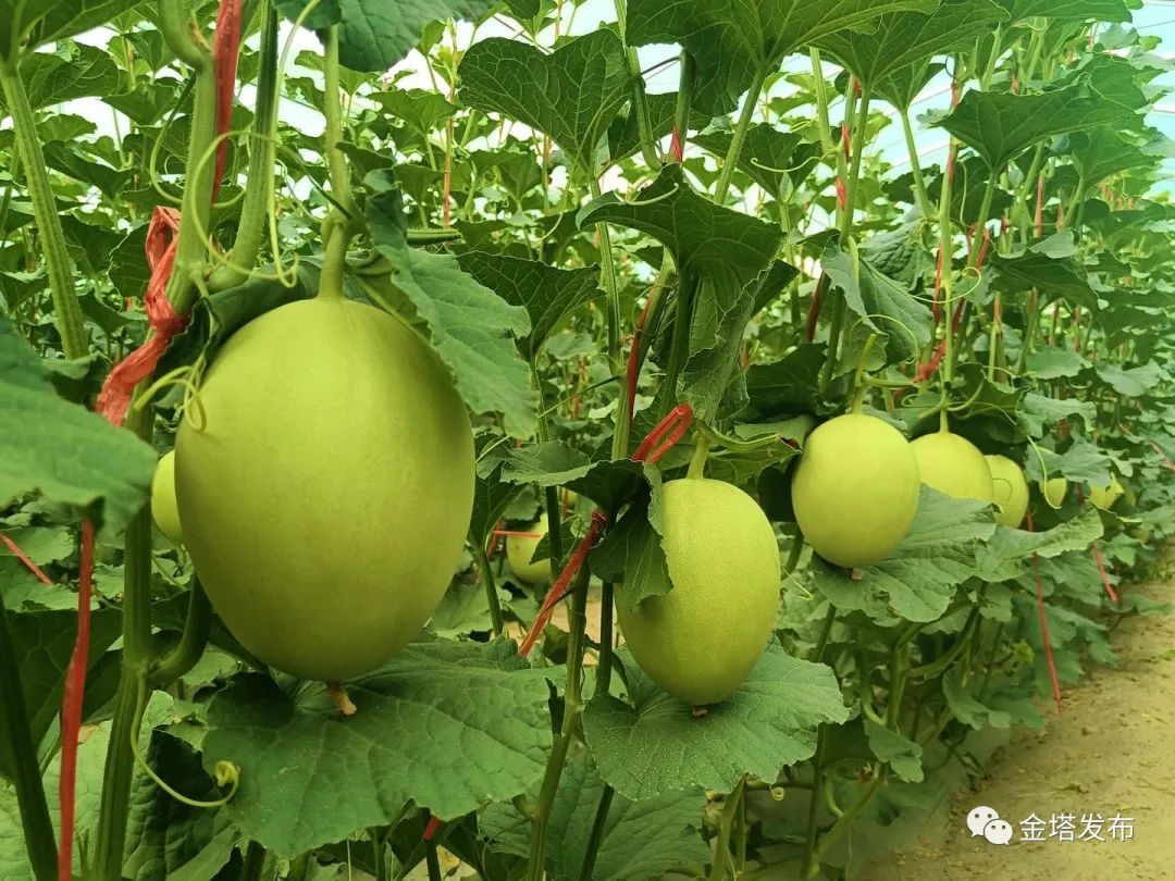 副业赚钱_以瓜为媒 共赴“甜蜜”之约——金塔县第二届西甜瓜产业发展大会侧记_副业教程