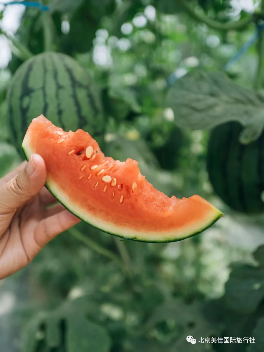 副业赚钱_吃瓜活动，美佳邀您参加~_副业教程