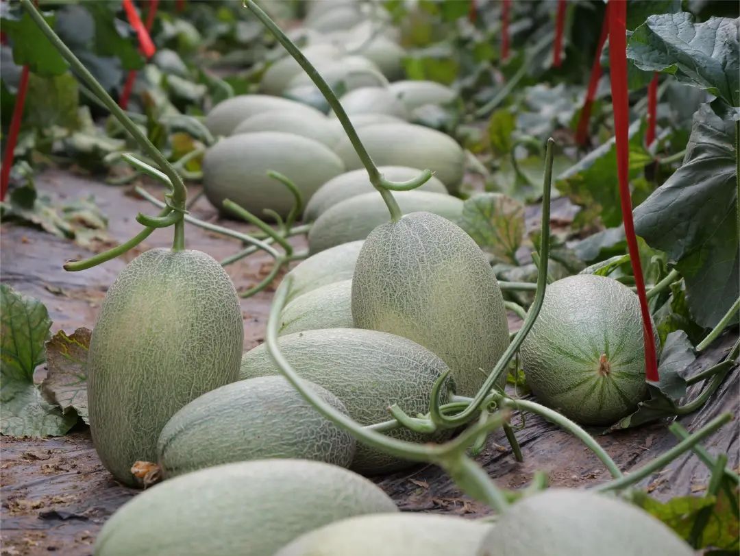 副业赚钱_走！吃瓜去→_副业教程