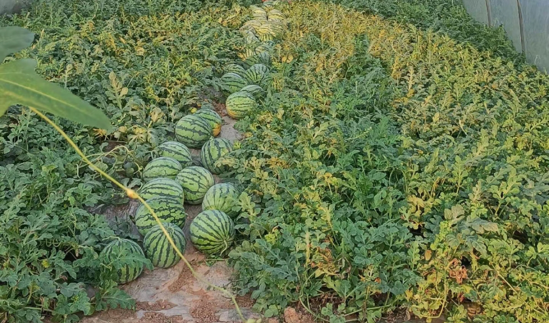 副业赚钱_江津“吃瓜群众”有福了！量大管饱~_副业教程